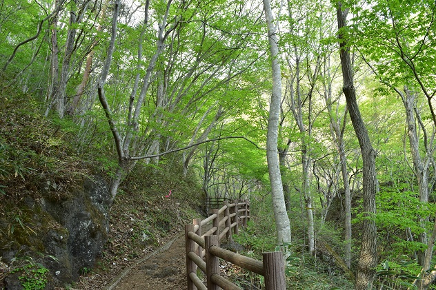 霊山が新緑に包まれる
