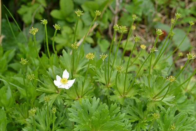 悪天候だからこそ南蔵王の花に会いに行く