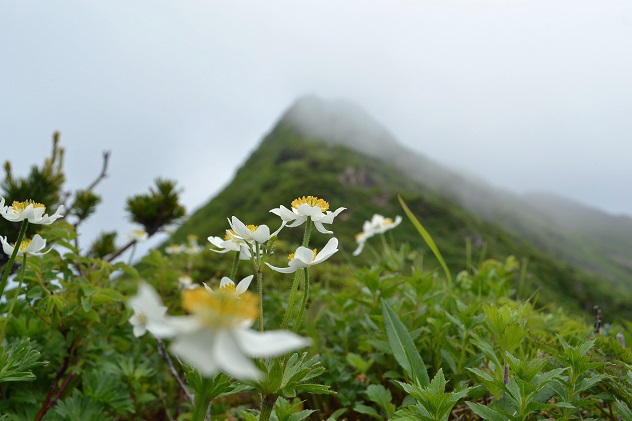 悪天候だからこそ南蔵王の花に会いに行く