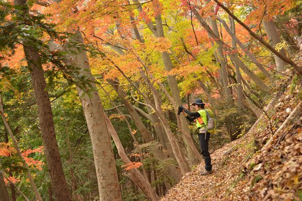 モミジ、もみじ、紅葉♪の奥久慈男体山　縦走路