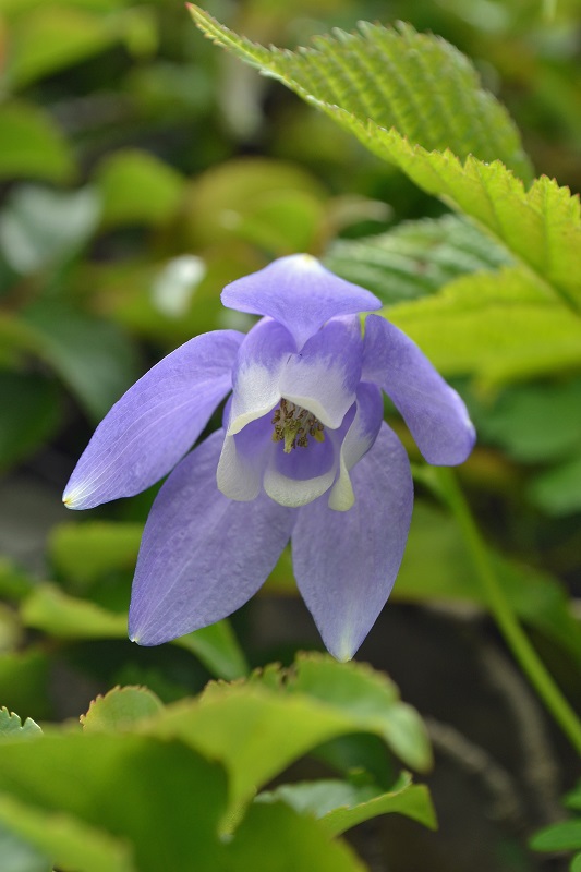 悪天候だからこそ南蔵王の花に会いに行く