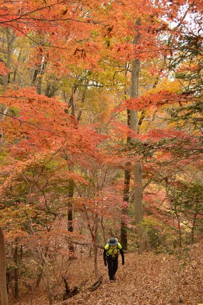 モミジ、もみじ、紅葉♪の奥久慈男体山　縦走路