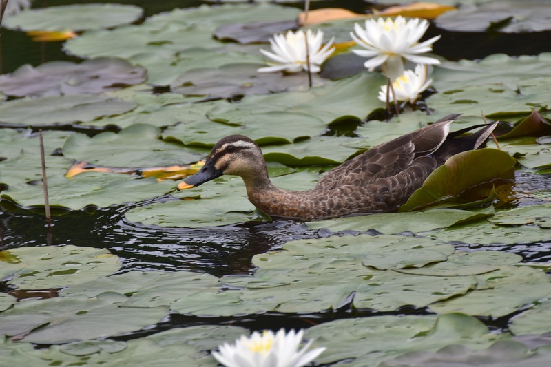 照南湖のカイツブリ親子