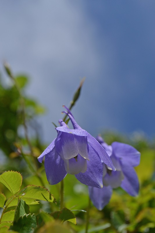 悪天候だからこそ南蔵王の花に会いに行く