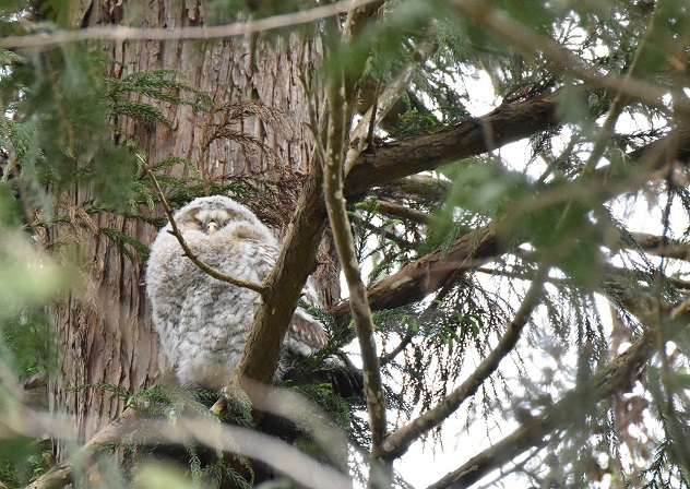 フクロウの雛8