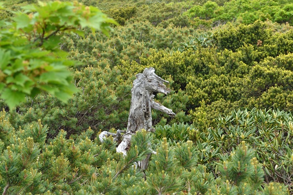 悪天候だからこそ南蔵王の花に会いに行く