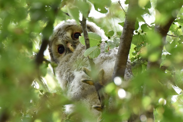 フクロウの雛8