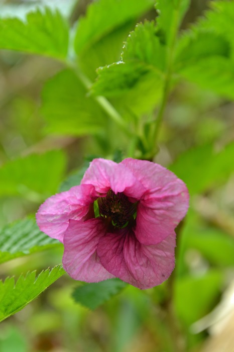 悪天候だからこそ南蔵王の花に会いに行く