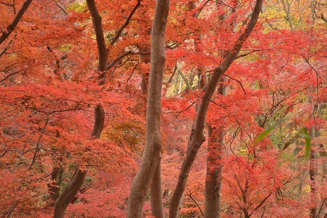 モミジ、もみじ、紅葉♪の奥久慈男体山　縦走路