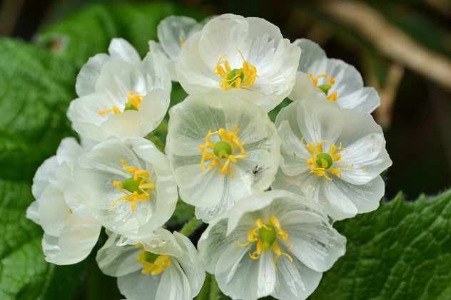 悪天候だからこそ南蔵王の花に会いに行く
