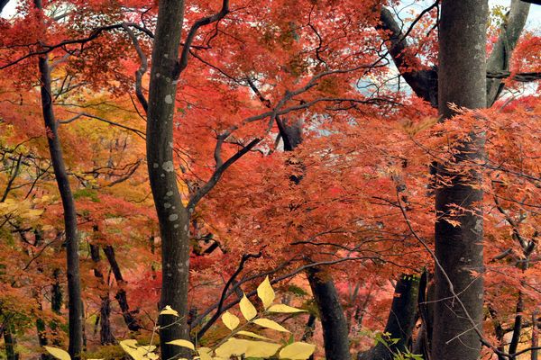 モミジ、もみじ、紅葉♪の奥久慈男体山　縦走路