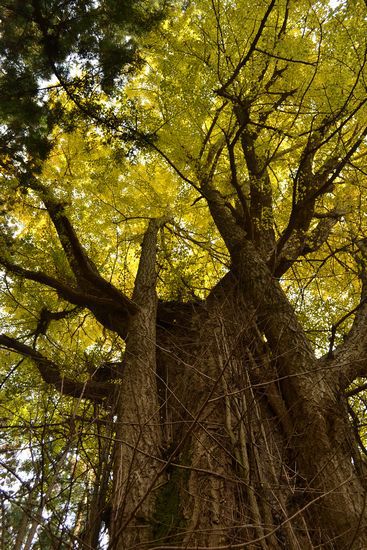 モミジ、もみじ、紅葉♪の奥久慈男体山　縦走路