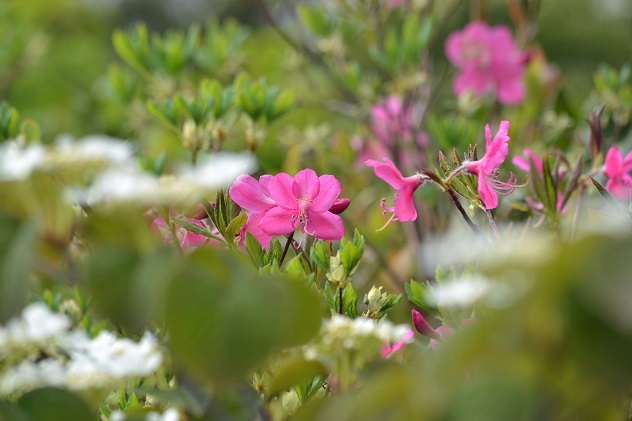 悪天候だからこそ南蔵王の花に会いに行く
