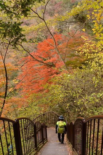 モミジ、もみじ、紅葉♪の奥久慈男体山　縦走路