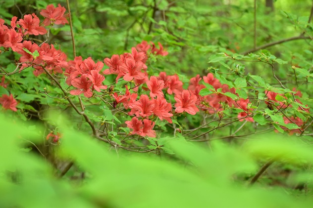 霊山　～シロヤシオ満開～