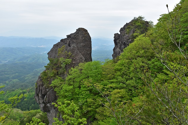 霊山　～シロヤシオ満開～