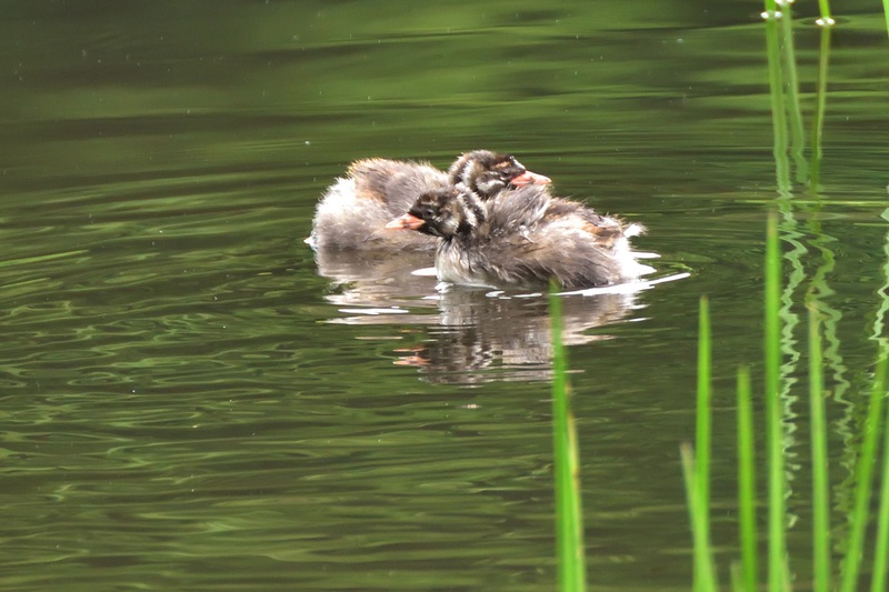 照南湖のカイツブリ親子