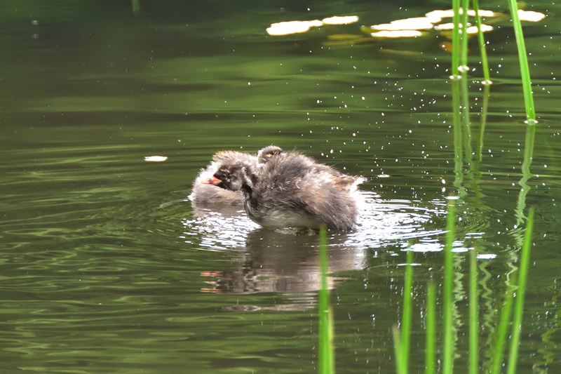 照南湖のカイツブリ親子