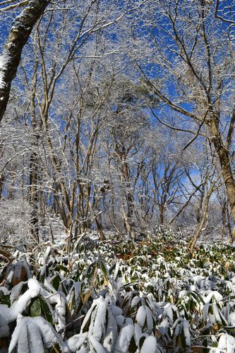 寒気が作り出した冬の景色：霊山