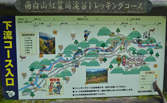 面白山紅葉川渓谷トレッキング