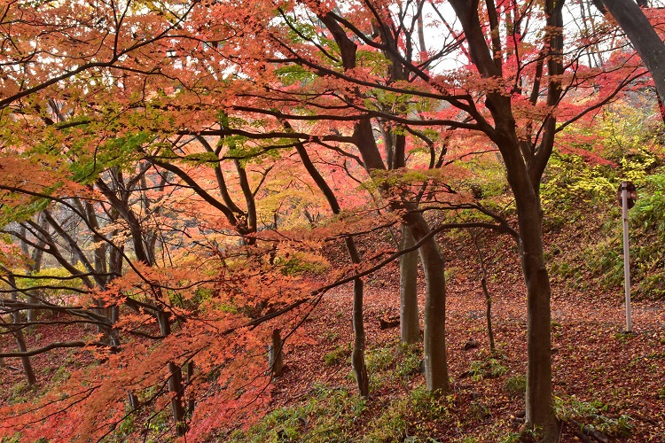 一週間後の半田沼公園