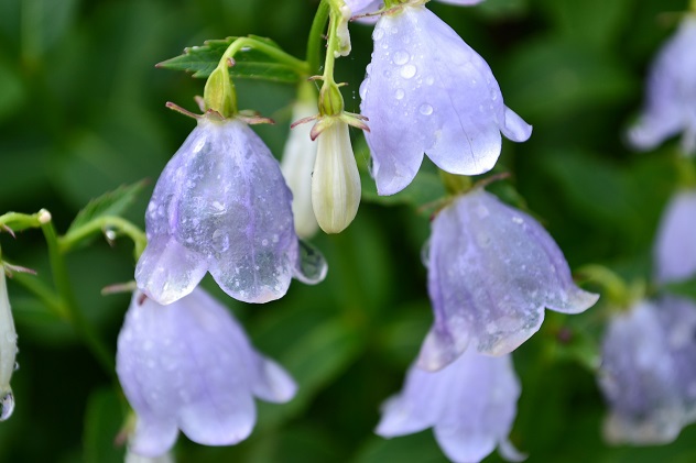 南蔵王の夏花