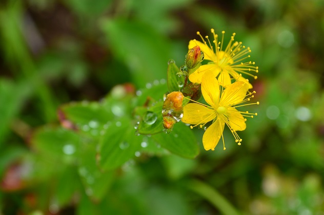 南蔵王の夏花