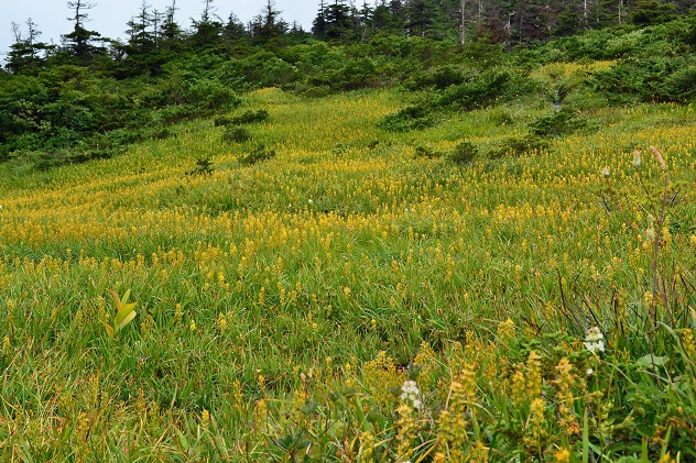 南蔵王の夏花