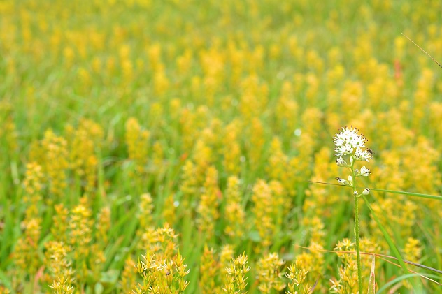 南蔵王の夏花