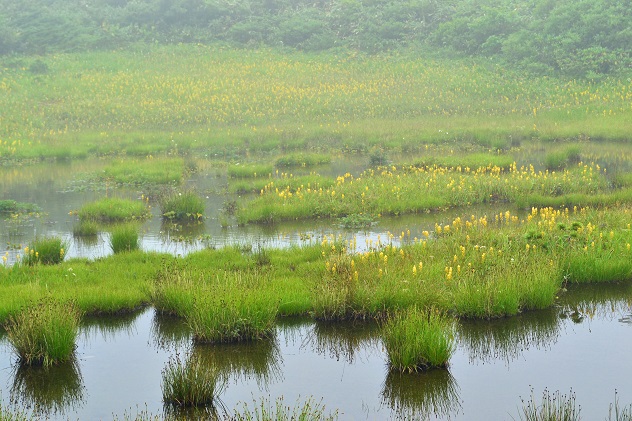 南蔵王の夏花