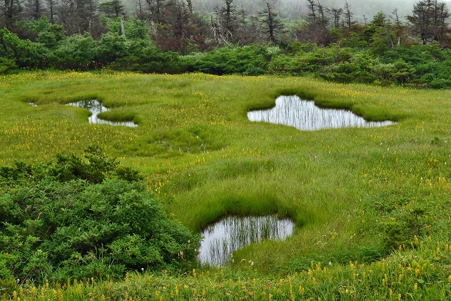 南蔵王の夏花
