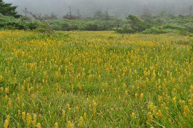 南蔵王の夏花