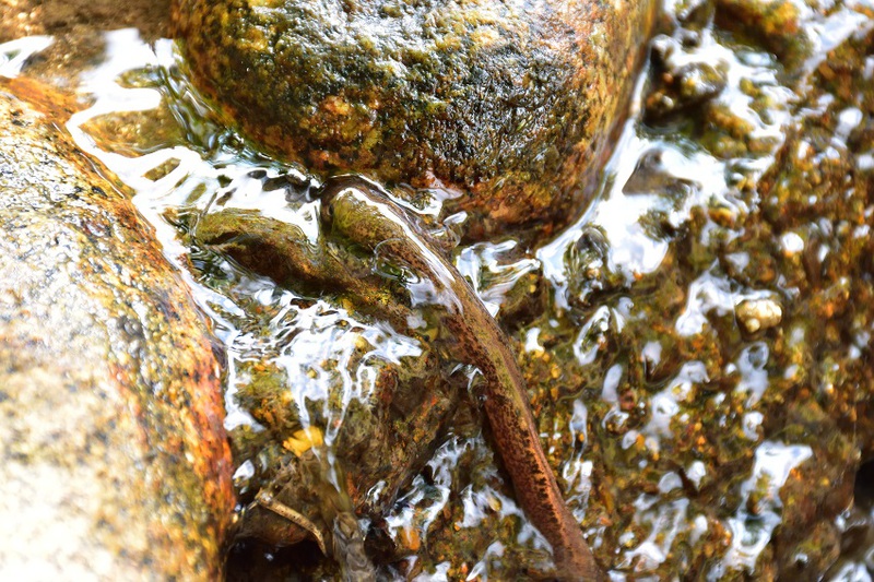沢登りする　サンショウウオ