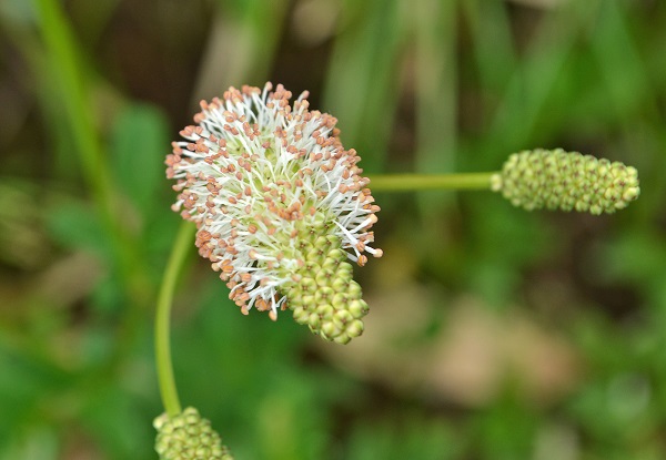 南蔵王の夏花