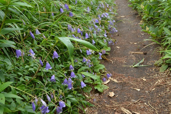 南蔵王の夏花