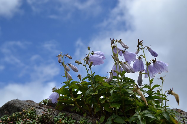 南蔵王の夏花