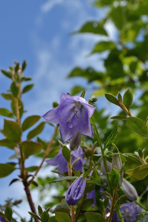 南蔵王の夏花