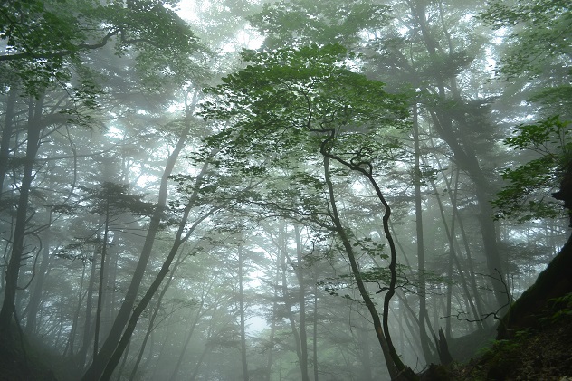 鳳凰山の3つの峰をめぐり歩く
