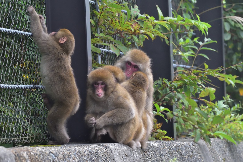 ほんのり秋めく一切経山