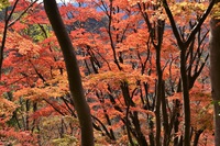 ＭＯ ＭＩ ＪＩ　奥久慈男体山　縦走路