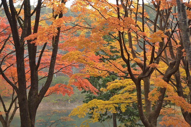 半田山自然公園さんぽ