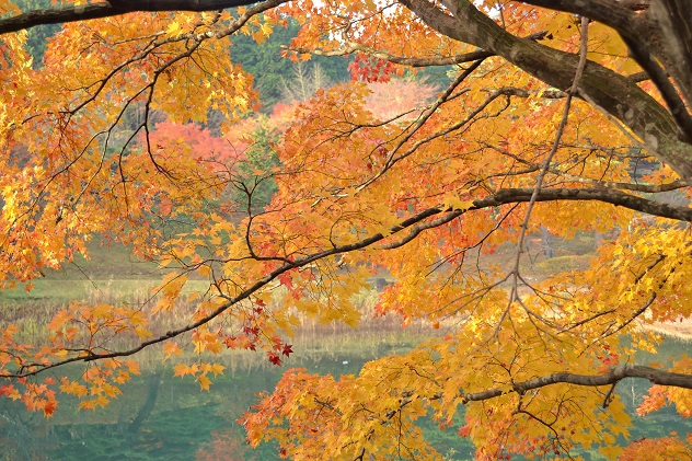 半田山自然公園さんぽ