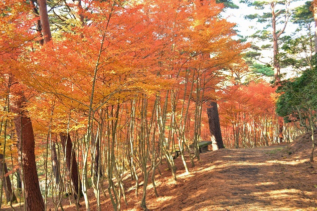 半田山自然公園さんぽ