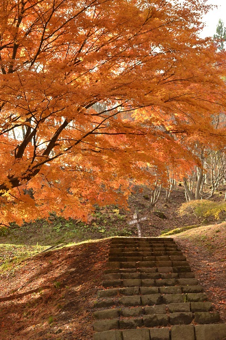 半田山自然公園さんぽ