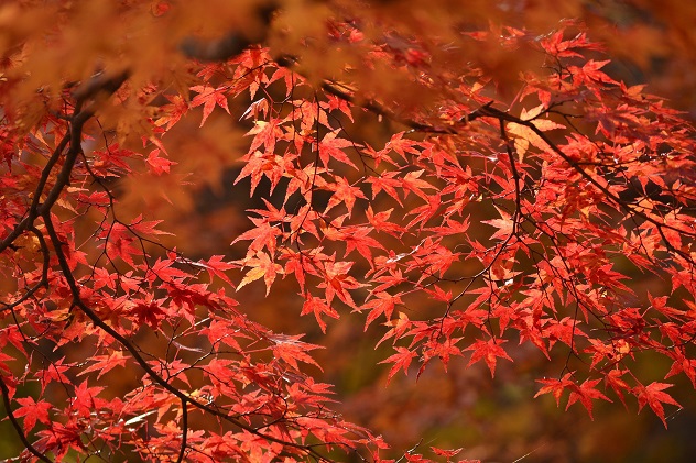 半田山自然公園さんぽ