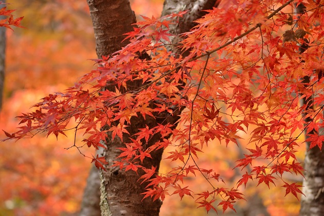 半田山自然公園さんぽ