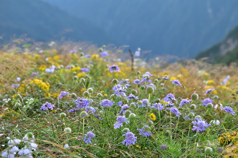 南寒江山