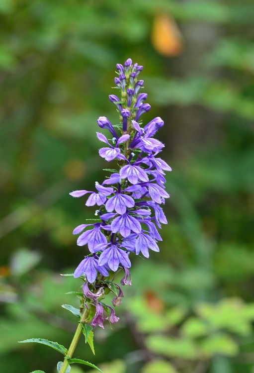 里山花巡り