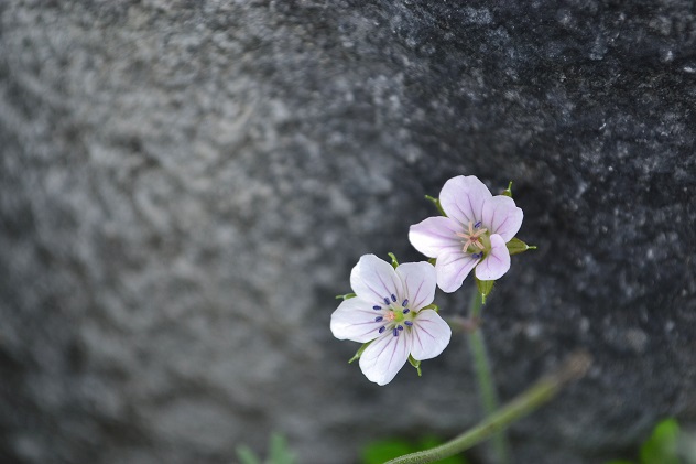 里山花巡り