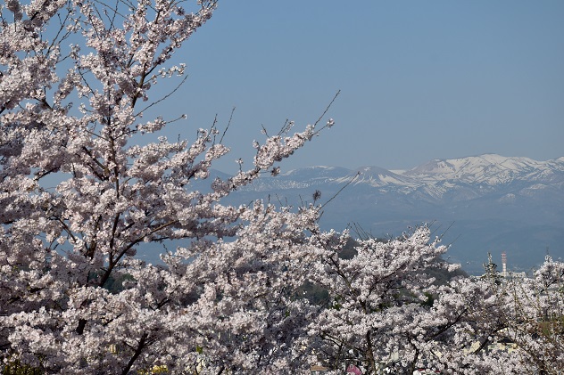 芳春の花見山と半田沼公園